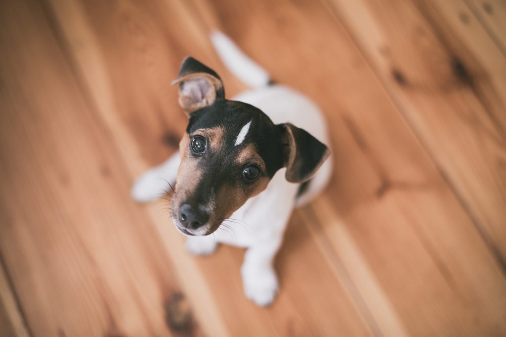 dog on hardwood floor looking up