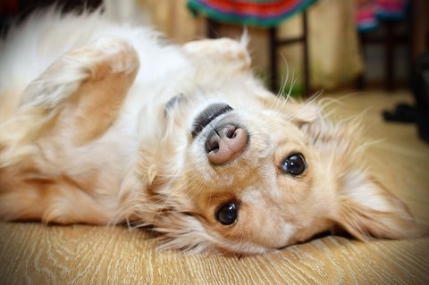 Dog laying on hardwood floor