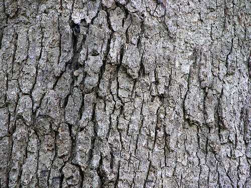 Bark of White Oak