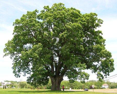 White Oak in New Jersey