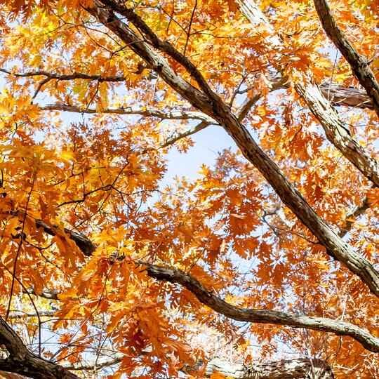 White Oak Leaves in the Fall