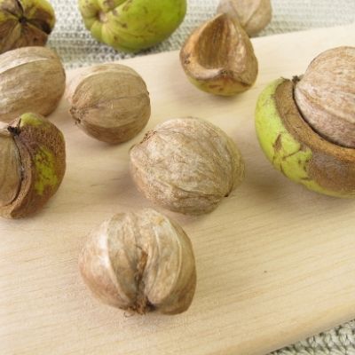 Hickory Nuts