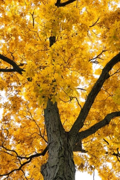 Hickory Tree with Yellow Leaves