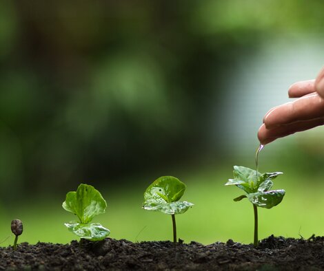 Small Trees being watered by hand