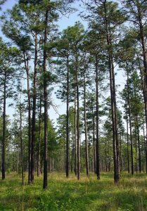 Longleaf Pine