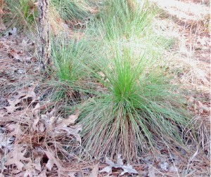 Longleaf Pine Grass Stage