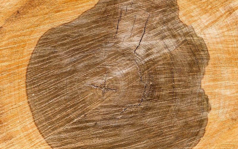 Heartwood of a tree