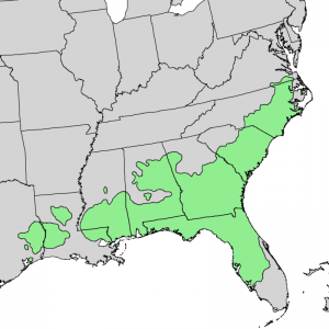 Region of Longleaf Heart Pine