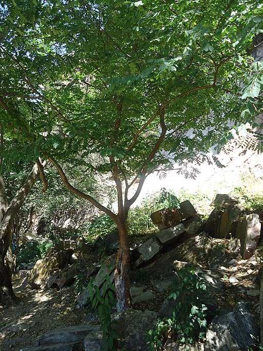 Cumaru Tree