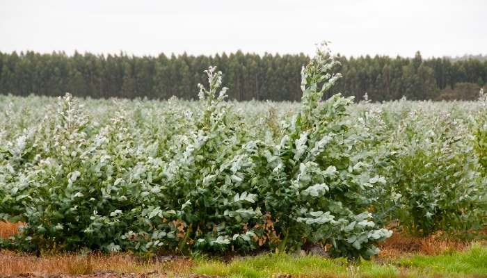 Tree plantation