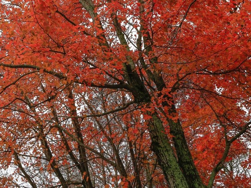 Red Oak Tree with Fall Foliage