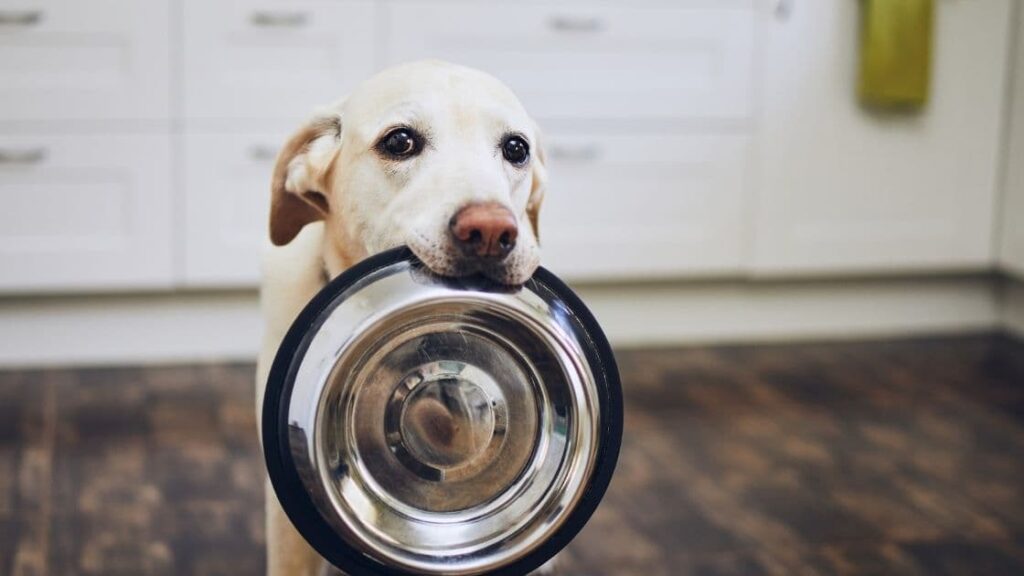 how can i protect my hardwood floors from my dog